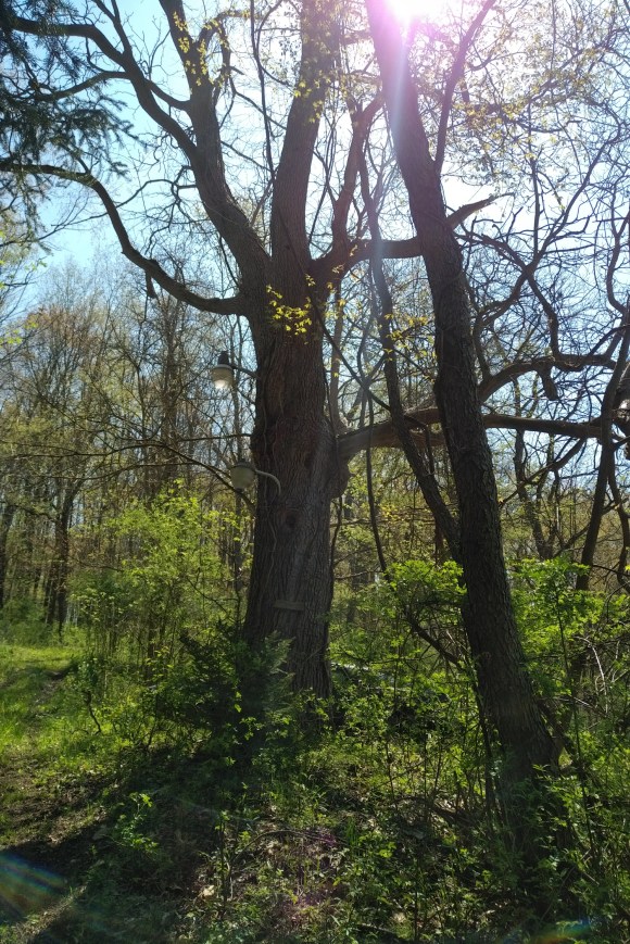 img_20180509_1127145